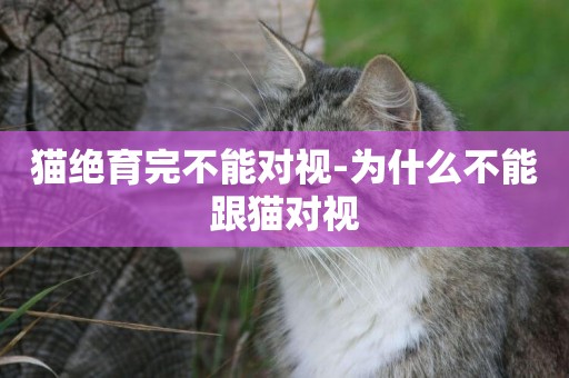貓絕育完不能對視-為什么不能跟貓對視