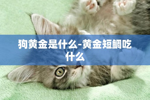 狗黃金是什么-黃金短鯛吃什么