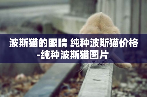 波斯貓的眼睛 純種波斯貓價格-純種波斯貓圖片 