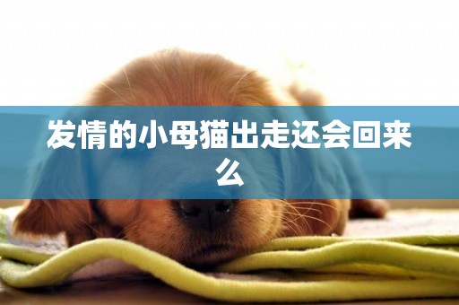 發情的小母貓出走還會回來么