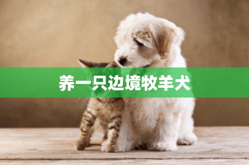 養一只邊境牧羊犬