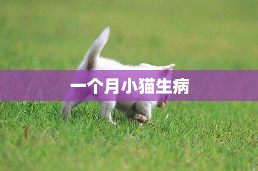 一個月小貓生病