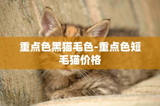重點色黑貓毛色-重點色短毛貓價格