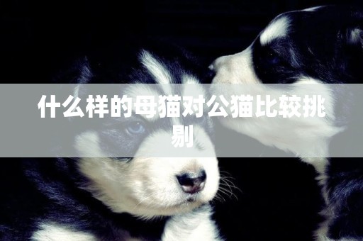 什么樣的母貓對公貓比較挑剔