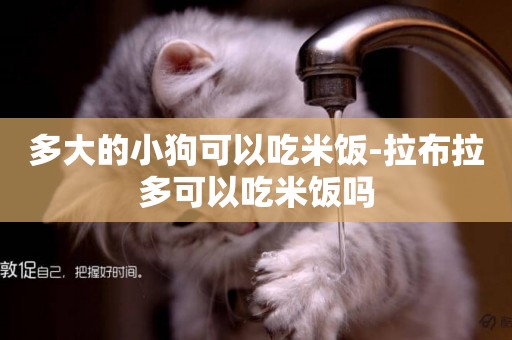 多大的小狗可以吃米飯-拉布拉多可以吃米飯嗎