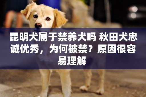 昆明犬屬于禁養犬嗎 秋田犬忠誠優秀，為何被禁？原因很容易理解 