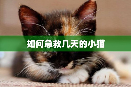 如何急救幾天的小貓