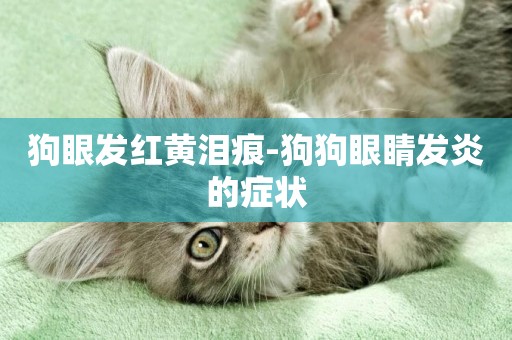 狗眼發紅黃淚痕-狗狗眼睛發炎的癥狀