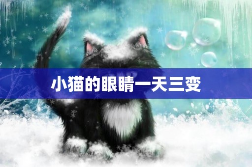 小貓的眼睛一天三變