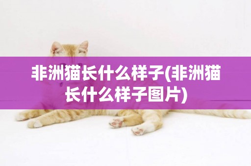非洲貓長什么樣子(非洲貓長什么樣子圖片)