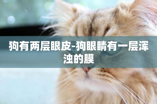 狗有兩層眼皮-狗眼睛有一層渾濁的膜