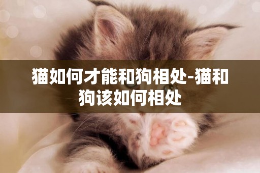 貓如何才能和狗相處-貓和狗該如何相處