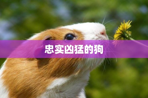 忠實兇猛的狗