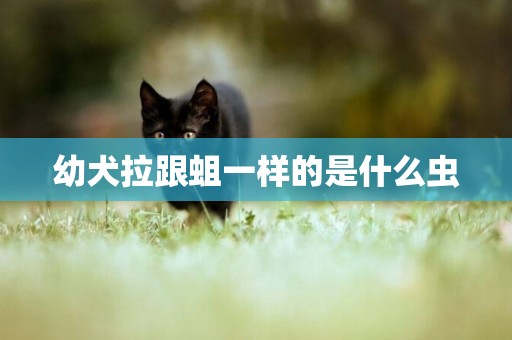 幼犬拉跟蛆一樣的是什么蟲