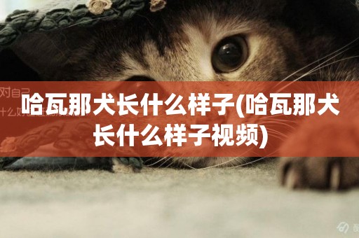 哈瓦那犬長什么樣子(哈瓦那犬長什么樣子視頻)