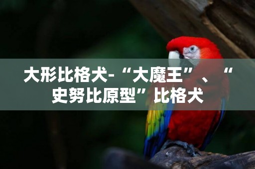 大形比格犬-“大魔王”、“史努比原型”比格犬
