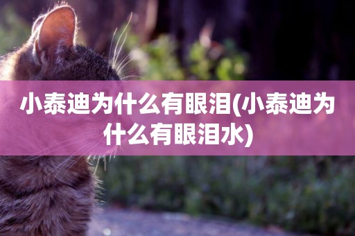 小泰迪為什么有眼淚(小泰迪為什么有眼淚水)