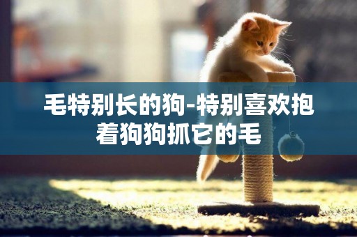 毛特別長的狗-特別喜歡抱著狗狗抓它的毛