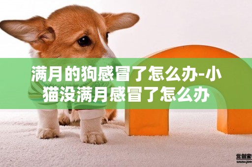 滿月的狗感冒了怎么辦-小貓沒滿月感冒了怎么辦