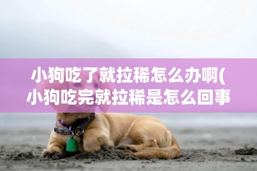 小狗吃了就拉稀怎么辦啊(小狗吃完就拉稀是怎么回事)