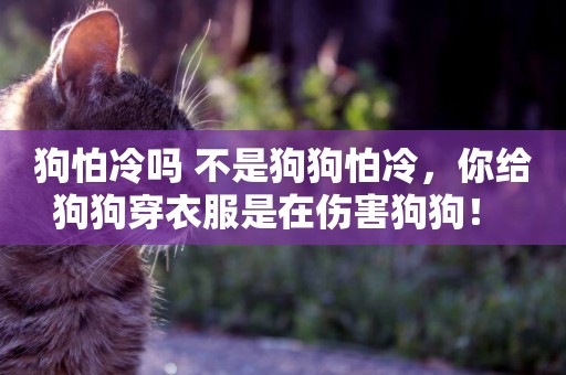 狗怕冷嗎 不是狗狗怕冷，你給狗狗穿衣服是在傷害狗狗！ 