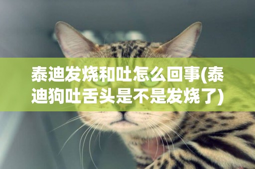 泰迪發燒和吐怎么回事(泰迪狗吐舌頭是不是發燒了)