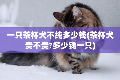 一只茶杯犬不純多少錢(茶杯犬貴不貴?多少錢一只)