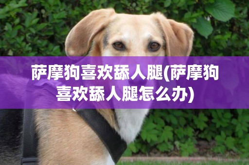 薩摩狗喜歡舔人腿(薩摩狗喜歡舔人腿怎么辦)