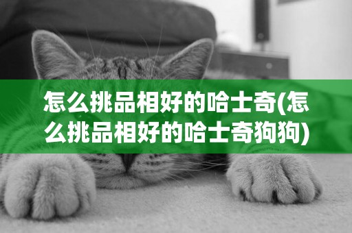 怎么挑品相好的哈士奇(怎么挑品相好的哈士奇狗狗)