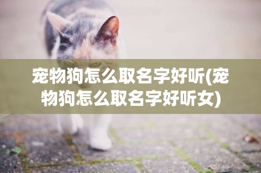 寵物狗怎么取名字好聽(寵物狗怎么取名字好聽女)
