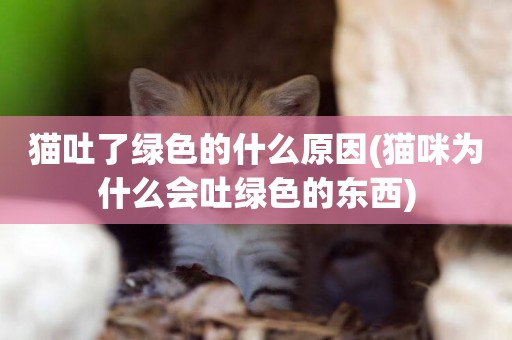 貓吐了綠色的什么原因(貓咪為什么會吐綠色的東西)
