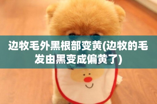 邊牧毛外黑根部變黃(邊牧的毛發由黑變成偏黃了)