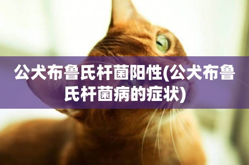 公犬布魯氏桿菌陽性(公犬布魯氏桿菌病的癥狀)