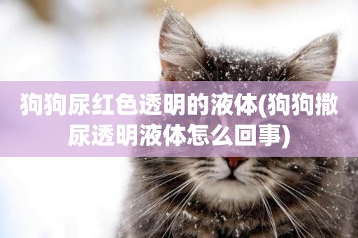 狗狗尿紅色透明的液體(狗狗撒尿透明液體怎么回事)
