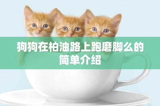 狗狗在柏油路上跑磨腳么的簡單介紹