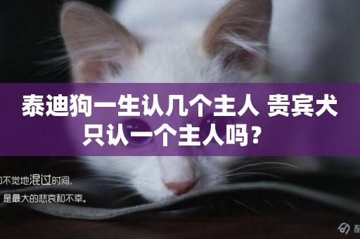 泰迪狗一生認幾個主人 貴賓犬只認一個主人嗎？ 