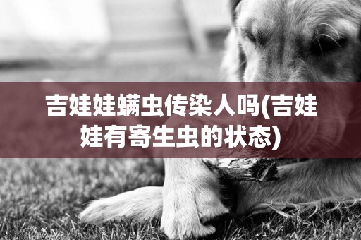 吉娃娃螨蟲傳染人嗎(吉娃娃有寄生蟲的狀態)
