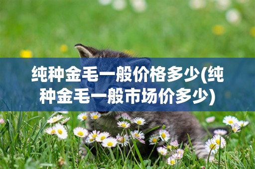 純種金毛一般價格多少(純種金毛一般市場價多少)