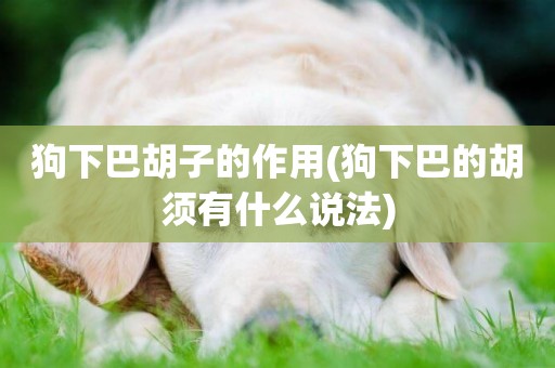 狗下巴胡子的作用(狗下巴的胡須有什么說法)