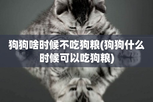 狗狗啥時候不吃狗糧(狗狗什么時候可以吃狗糧)