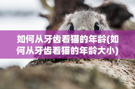 如何從牙齒看貓的年齡(如何從牙齒看貓的年齡大小)