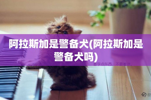 阿拉斯加是警備犬(阿拉斯加是警備犬嗎)