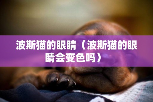 波斯貓的眼睛（波斯貓的眼睛會變色嗎） 