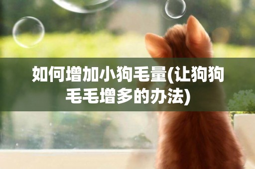 如何增加小狗毛量(讓狗狗毛毛增多的辦法)