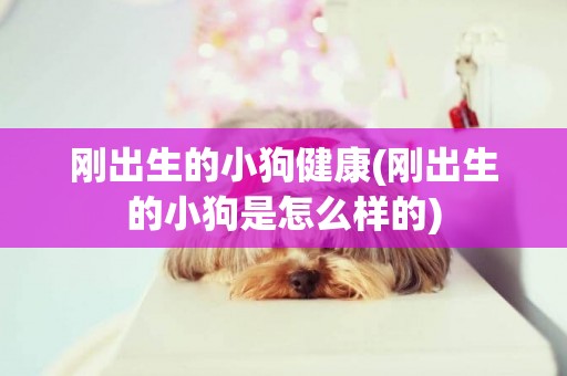 剛出生的小狗健康(剛出生的小狗是怎么樣的)