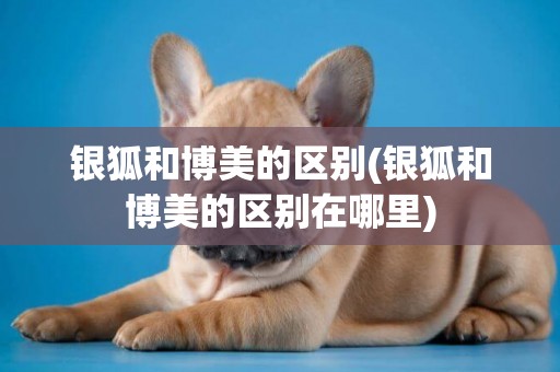 銀狐和博美的區別(銀狐和博美的區別在哪里)