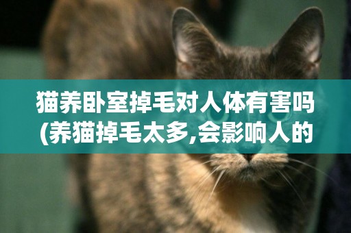 貓養臥室掉毛對人體有害嗎(養貓掉毛太多,會影響人的身體嗎?)