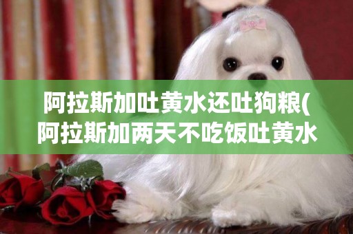 阿拉斯加吐黃水還吐狗糧(阿拉斯加兩天不吃飯吐黃水是怎么了)