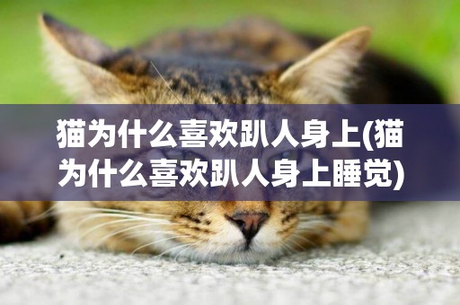 貓為什么喜歡趴人身上(貓為什么喜歡趴人身上睡覺)