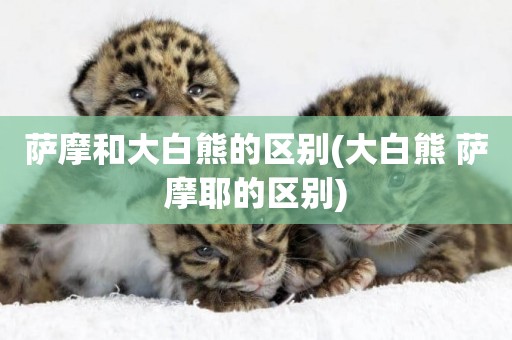 薩摩和大白熊的區別(大白熊 薩摩耶的區別)